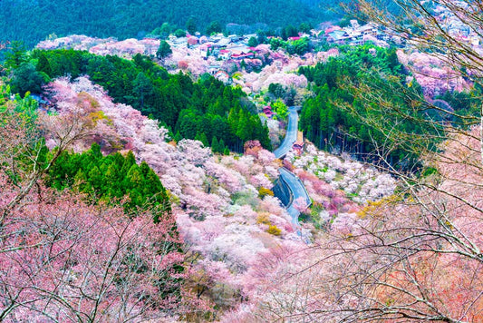 KANSAI - Enchanting Mount Yoshino Sakura