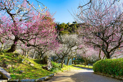 KANTO - Ocean Sakura Romance - Izu