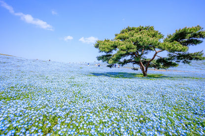 Spring Journey to Night Cherry Blossoms, Nemophila & Northern Port Towns