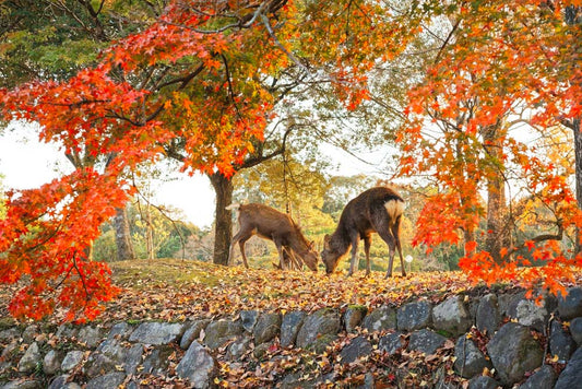 1-Day Kyoto & Nara Tour