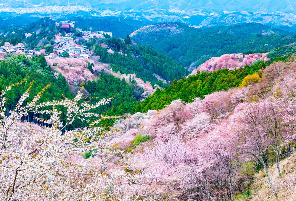KANSAI - Enchanting Mount Yoshino Sakura