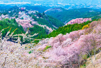 KANSAI - Enchanting Mount Yoshino Sakura