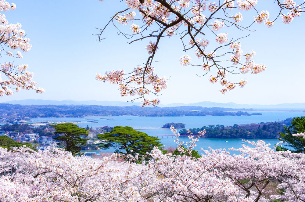 Spring Journey to Tohoku & Hakodate Cherry Blossoms & Seasonal Delights
