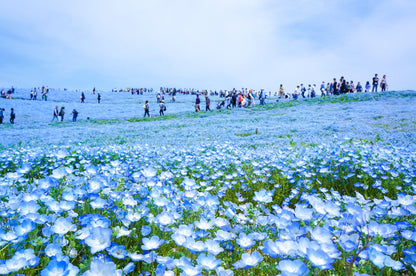 Spring Journey to Night Cherry Blossoms, Nemophila & Northern Port Towns