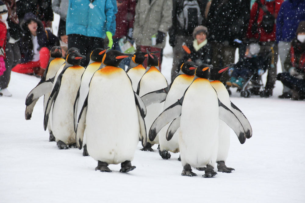 HOKKAIDO - Sounkyo Winter Adventure
