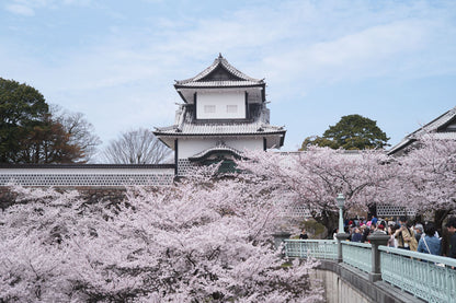 CHUBU - Kanazawa Elegant Sakura
