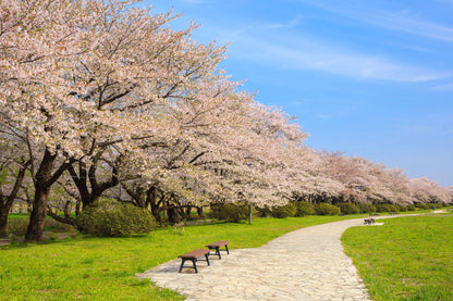 Spring Journey to Tohoku & Hakodate Cherry Blossoms & Seasonal Delights
