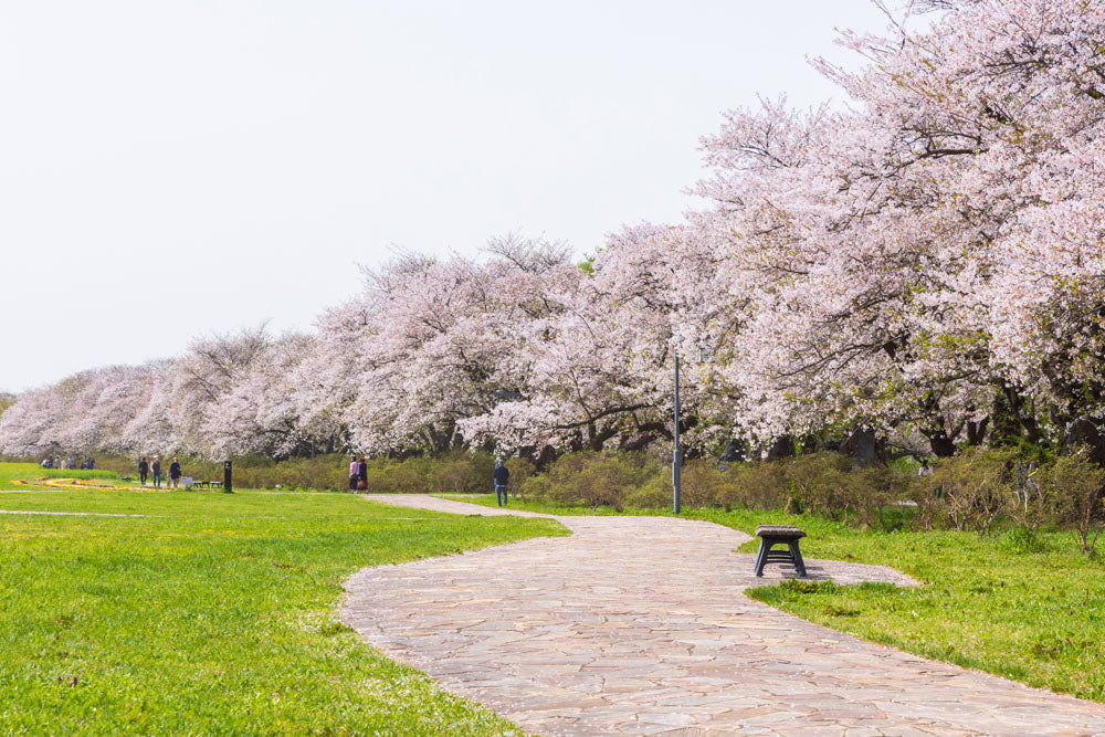 Spring Journey to Tohoku & Hakodate Cherry Blossoms & Seasonal Delights