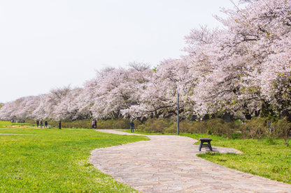 Spring Journey to Tohoku & Hakodate Cherry Blossoms & Seasonal Delights