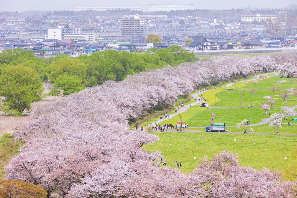 Spring Journey to Tohoku & Hakodate Cherry Blossoms & Seasonal Delights