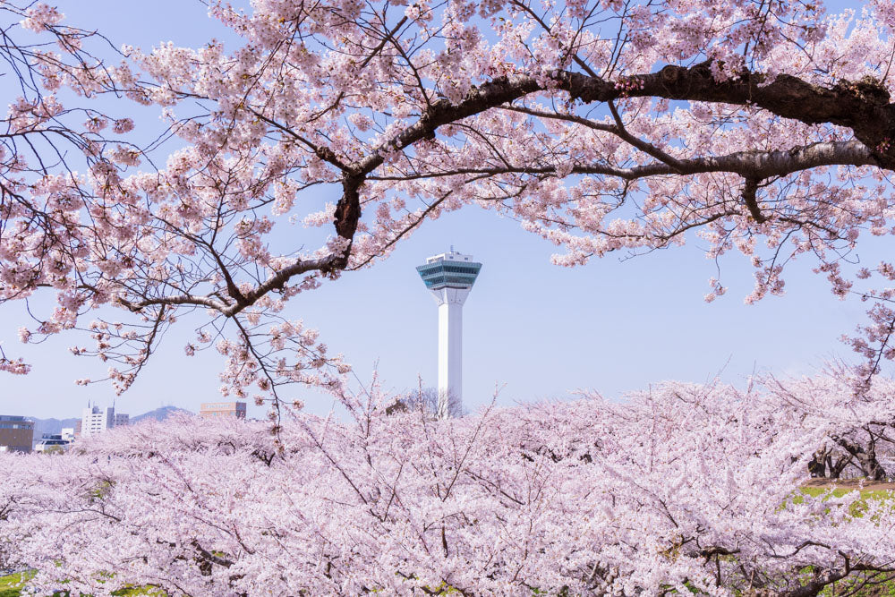 HOKKAIDO - Hakodate Sakura & Snow Fantasy