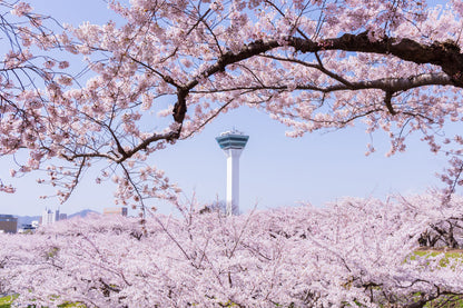HOKKAIDO - Hakodate Sakura & Snow Fantasy