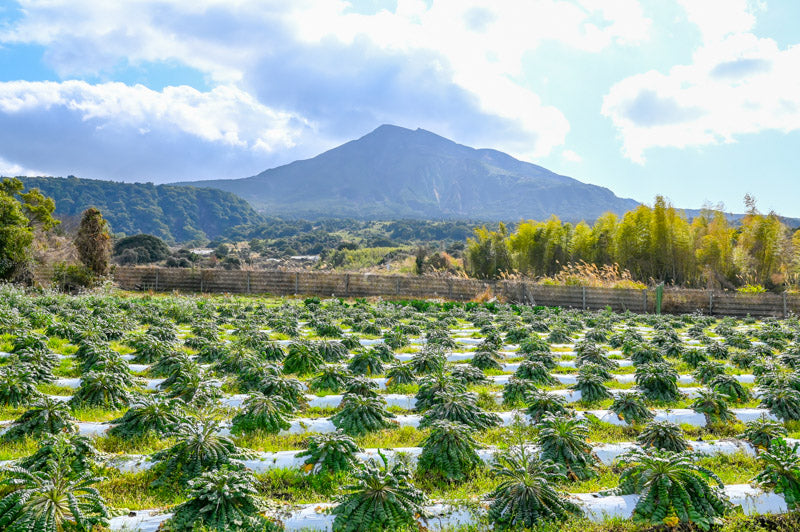 1-Day Kagoshima Nature & Food Culture Private Tour with Farm Visit & Distillery Experience