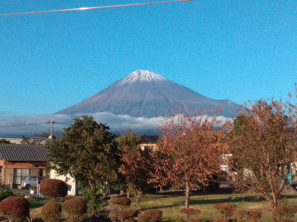 Mt. Fuji & Shizuoka Wasabi Farm Tour