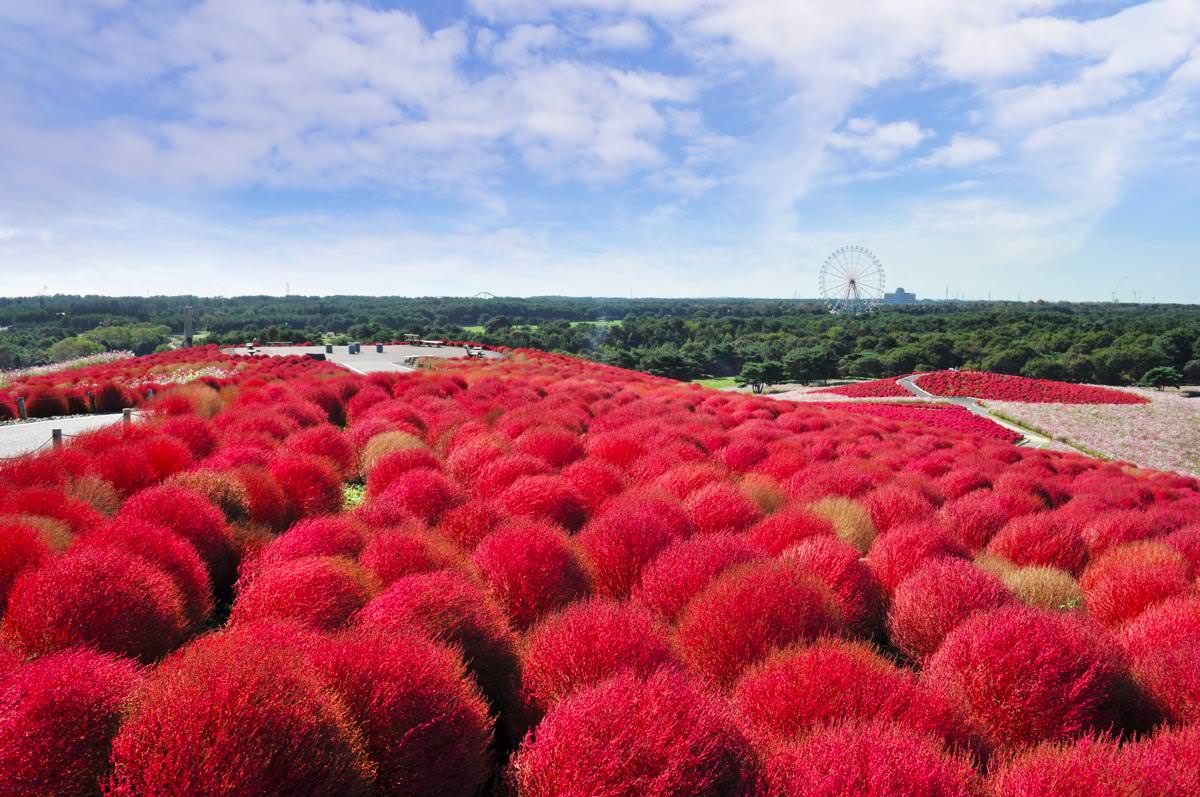 Autumn Scenery of Northern and Central Japan