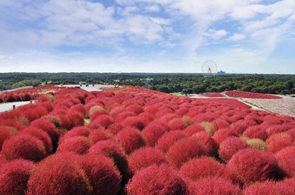Autumn Scenery of Northern and Central Japan