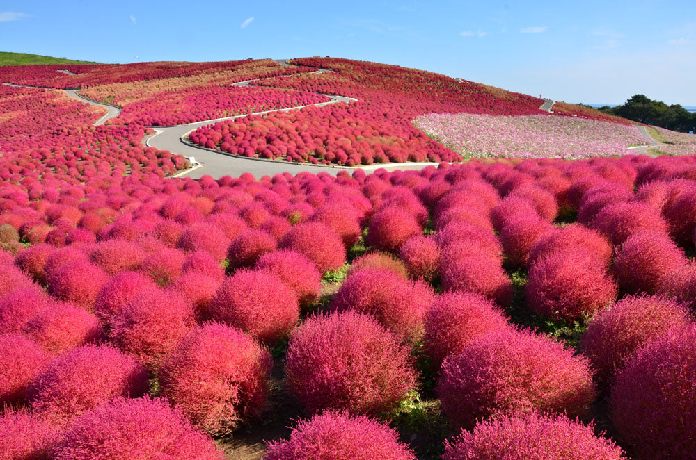 Autumn Scenery of Northern and Central Japan