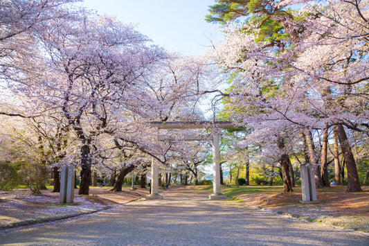 North Kanto Sakura