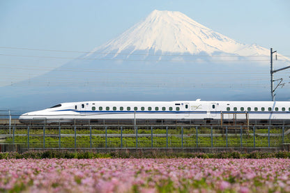Mt. Fuji & Shizuoka Wasabi Farm Tour