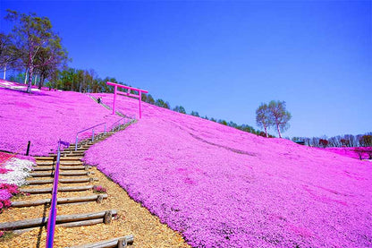 JR Hokkaido - Hokkaido Rail Pass 5 Days