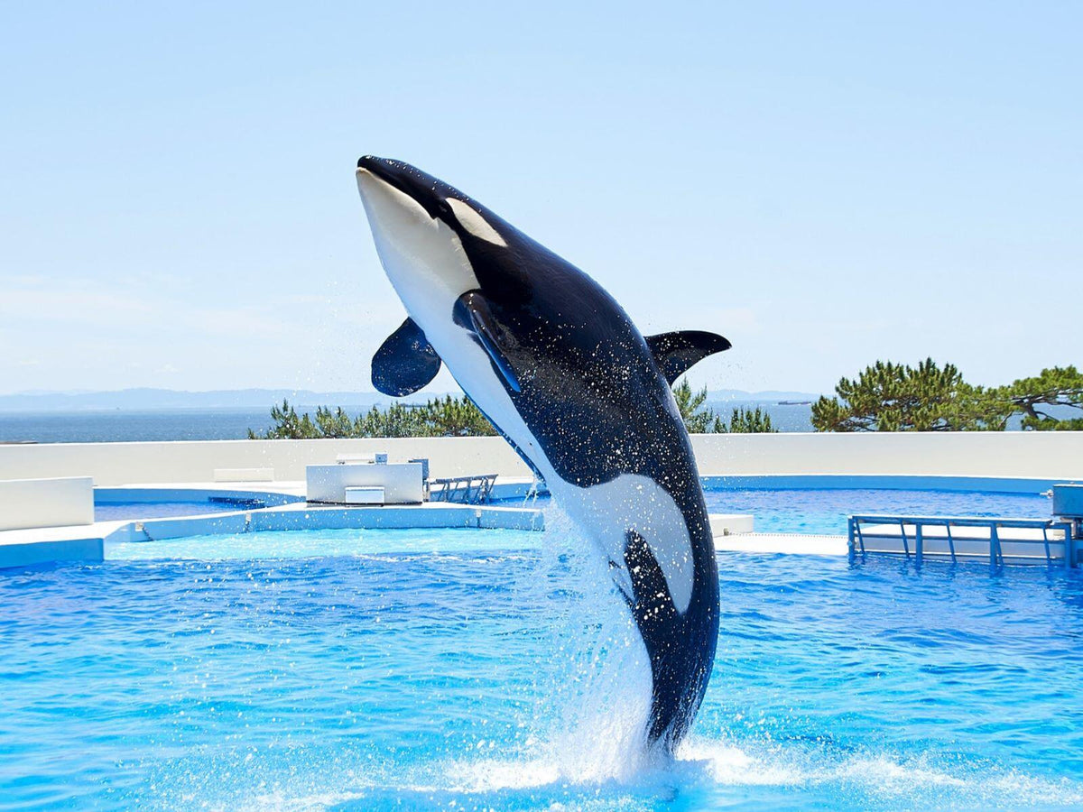 Kobe Ocean Adventure & Osaka Family Fun