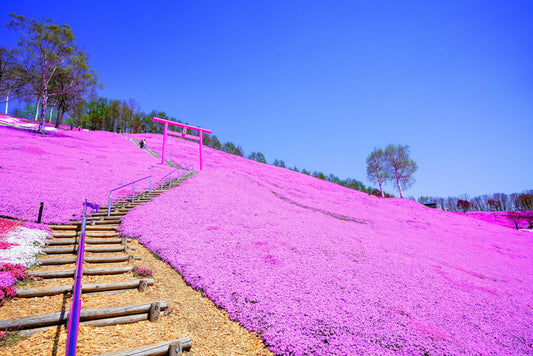 Hokkaido Shibazakura