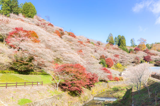 Hidden sakura and momiji in kansai