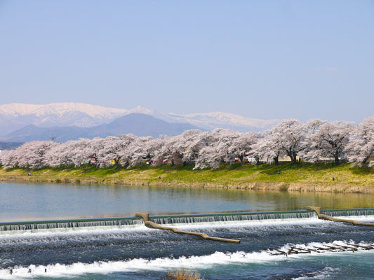 Tohoku Sakura