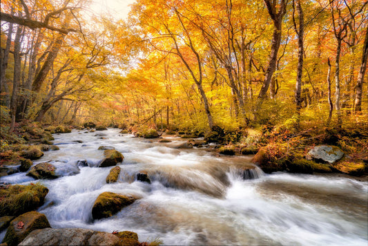 Autumn leaves journey from Aomori to Tokyo